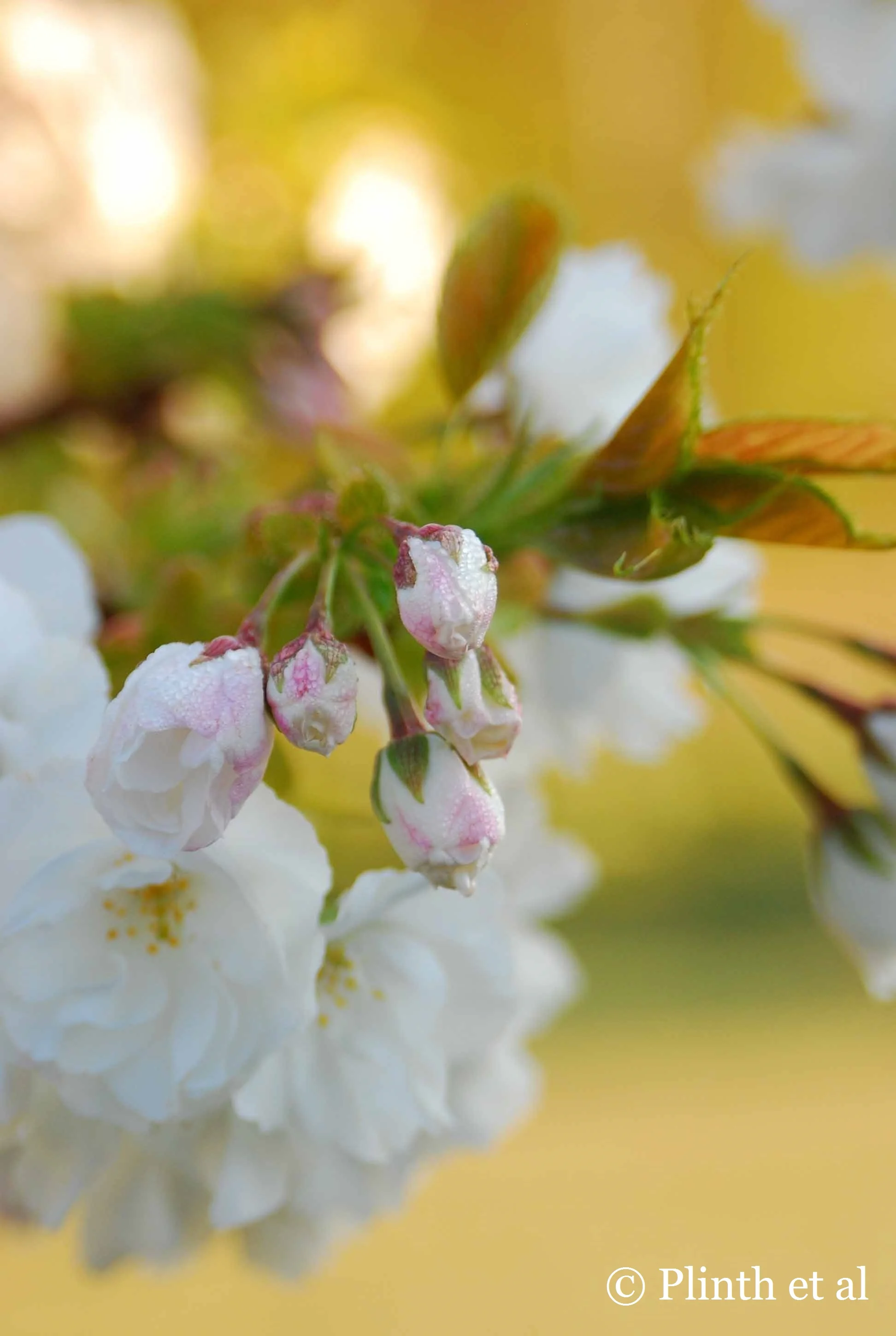 “You can cut all the flowers but..."