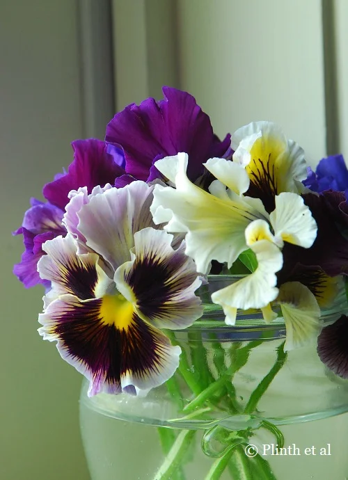 A posy of pansies