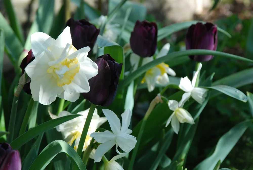 A Philadelphian Printemps