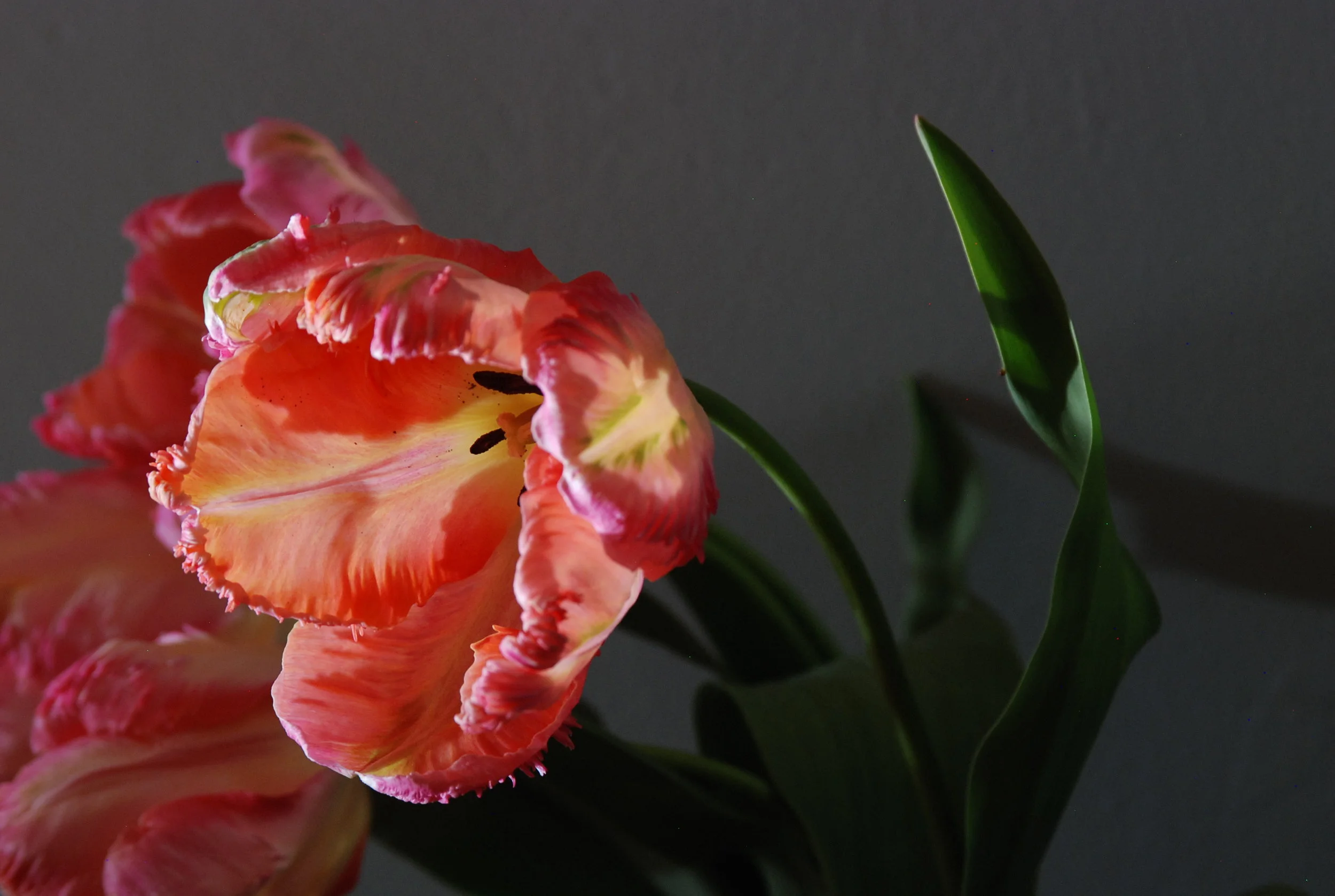 Floral Fridays: Tulipa 'Apricot Parrot'
