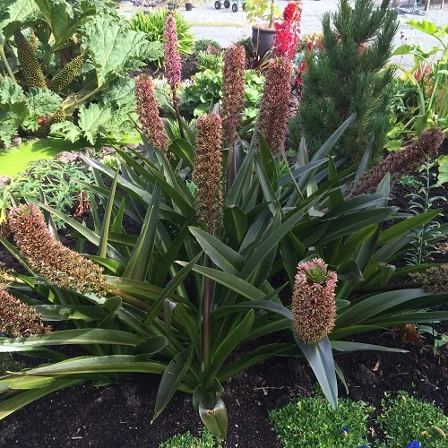 Justin's Plant Picks