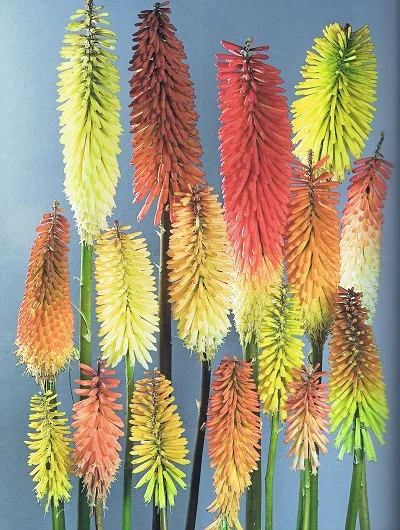 Book Review: Kniphofia: the complete guide by Christopher Whitehouse