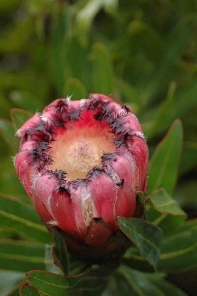 "At every step a different plant appeared...