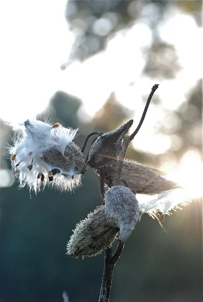 The Milkweed by Cecil Cavendish