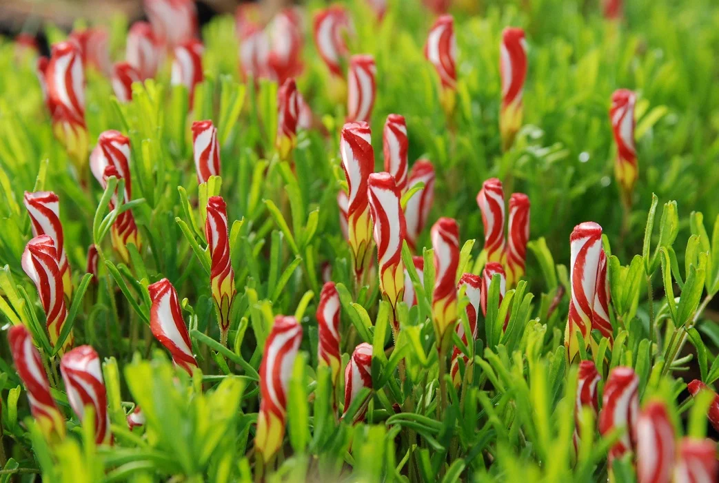 Candy Cane Sorrel
