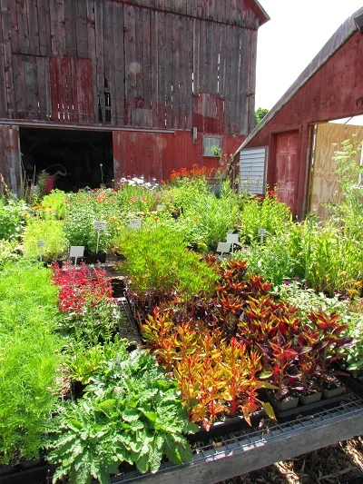 5-10-5: Horticulturist, Garden Designer, Nursery Owner Helen O'Donnell of Bunker Farm
