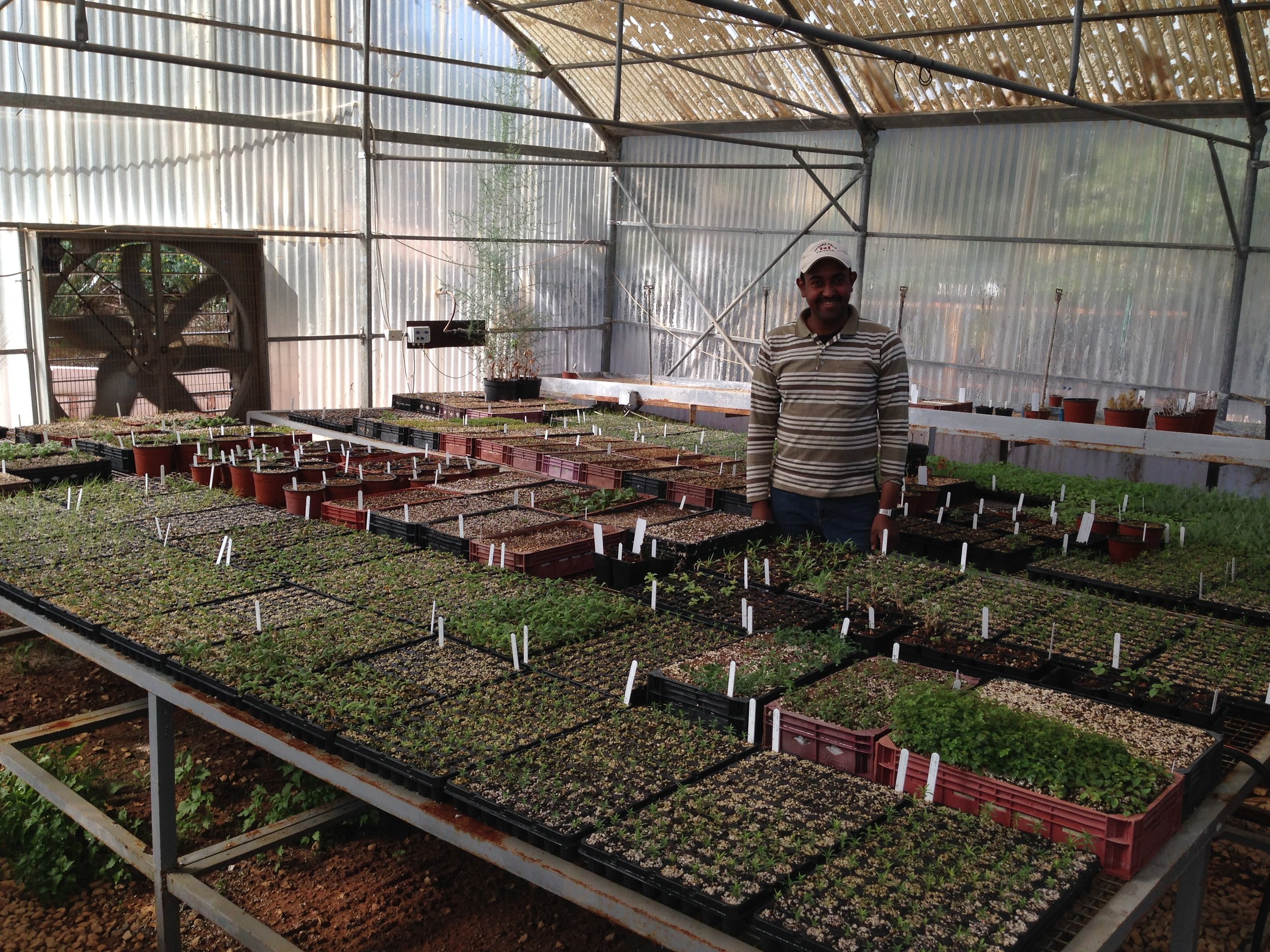 nursery-assistant-ibrahim-odeh-in-the-greenhouse-amongst-his-hard-work.jpg