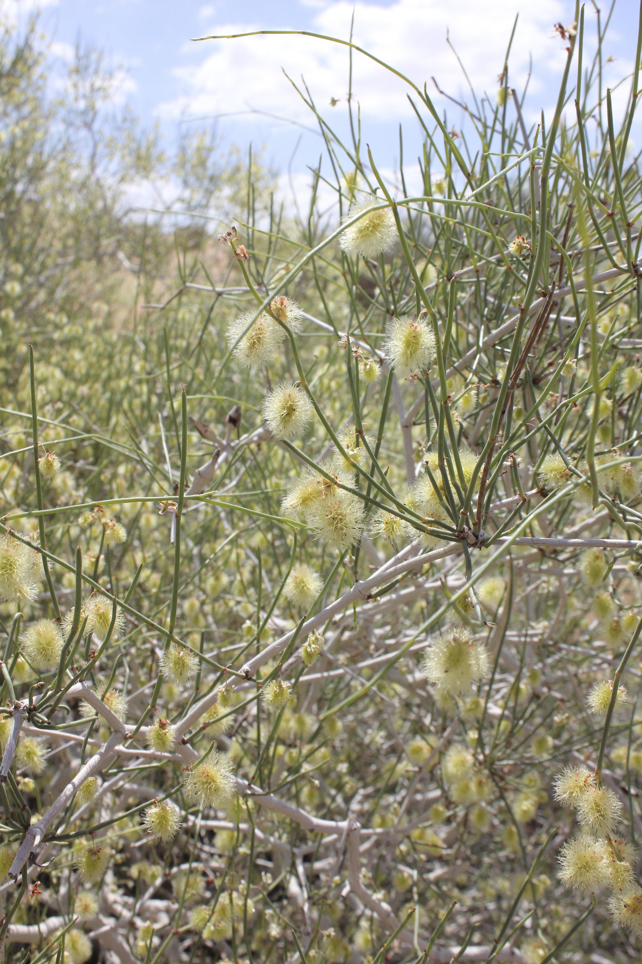 calligonum-comosum-in-wadi-araba-jordan.jpg