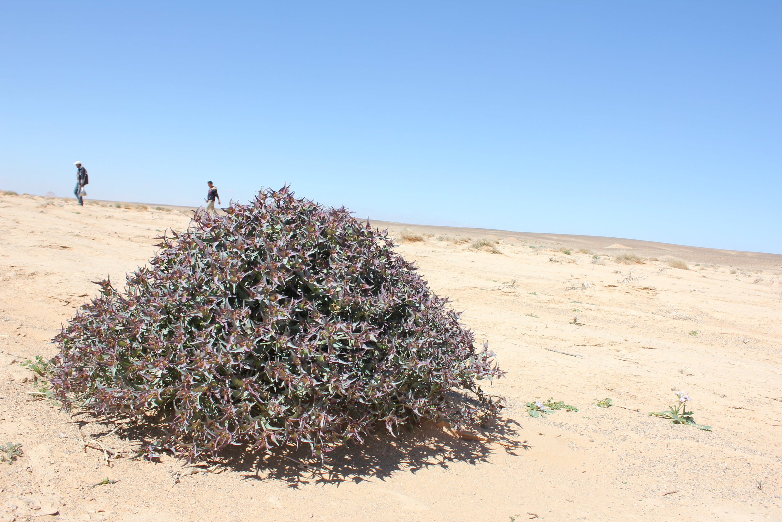euphorbia-retusa-in-eastern-desert-jordan.jpg