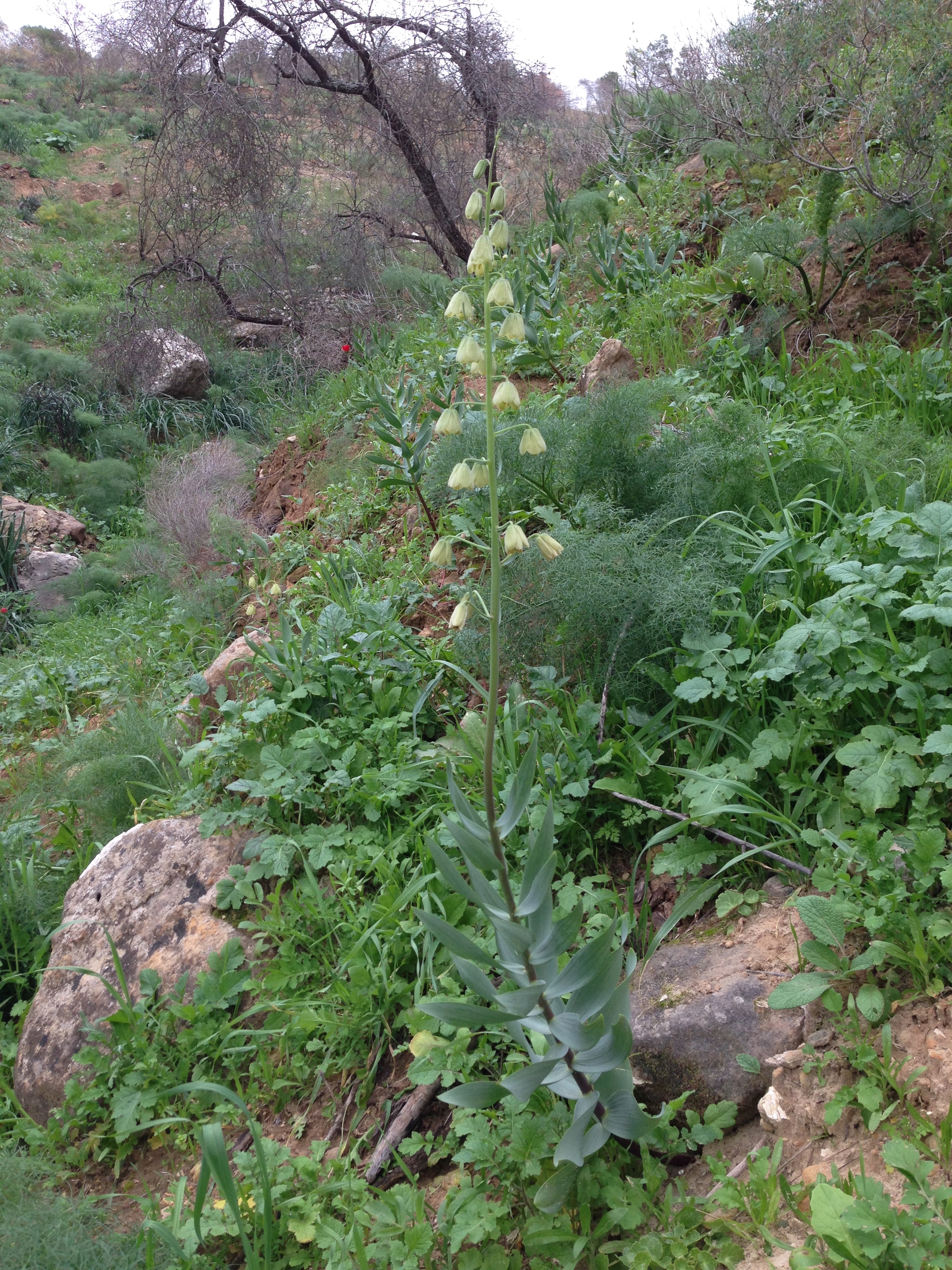 fritillaria-persica-rbg-site.jpg