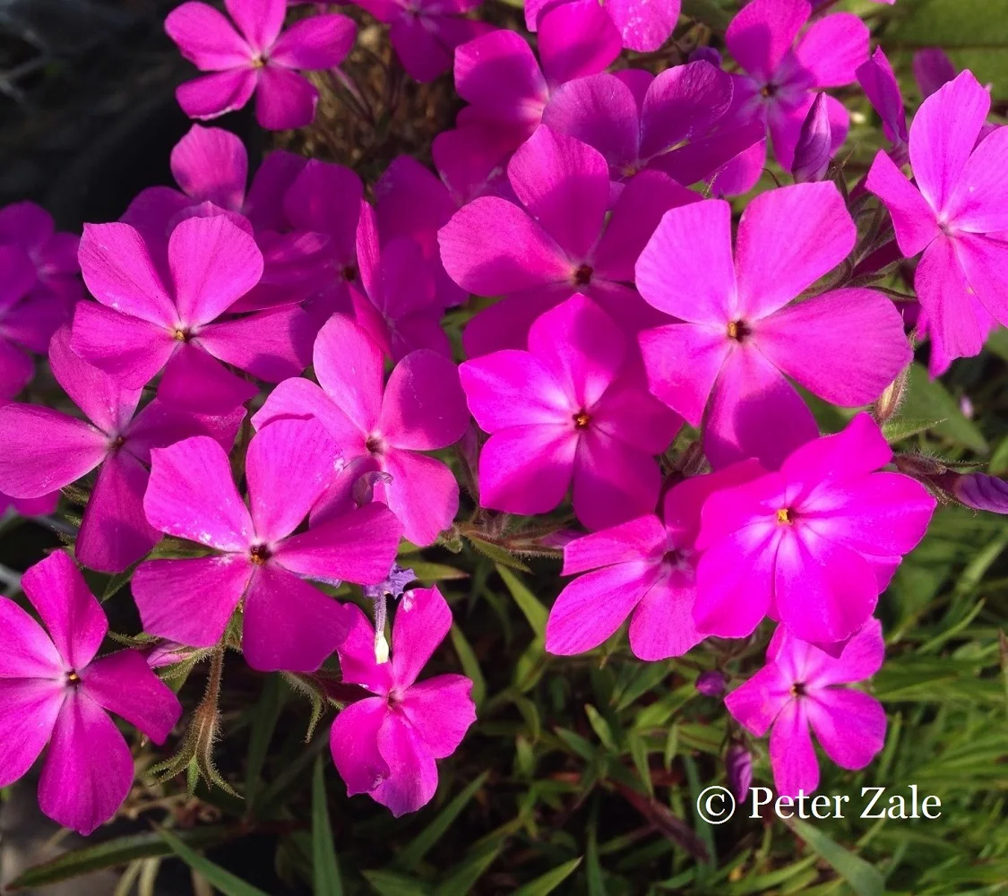 An intensely colored clone of Phlox villosissima (syn. P. pilosa ssp. riparia or P. pilosa ssp. latisepala) selected from a roadside population in Kerr County, Texas. Despite the southern origins of this taxon, it is proving to be one of the most adaptable and persistent taxa in the P. pilosa complex.
