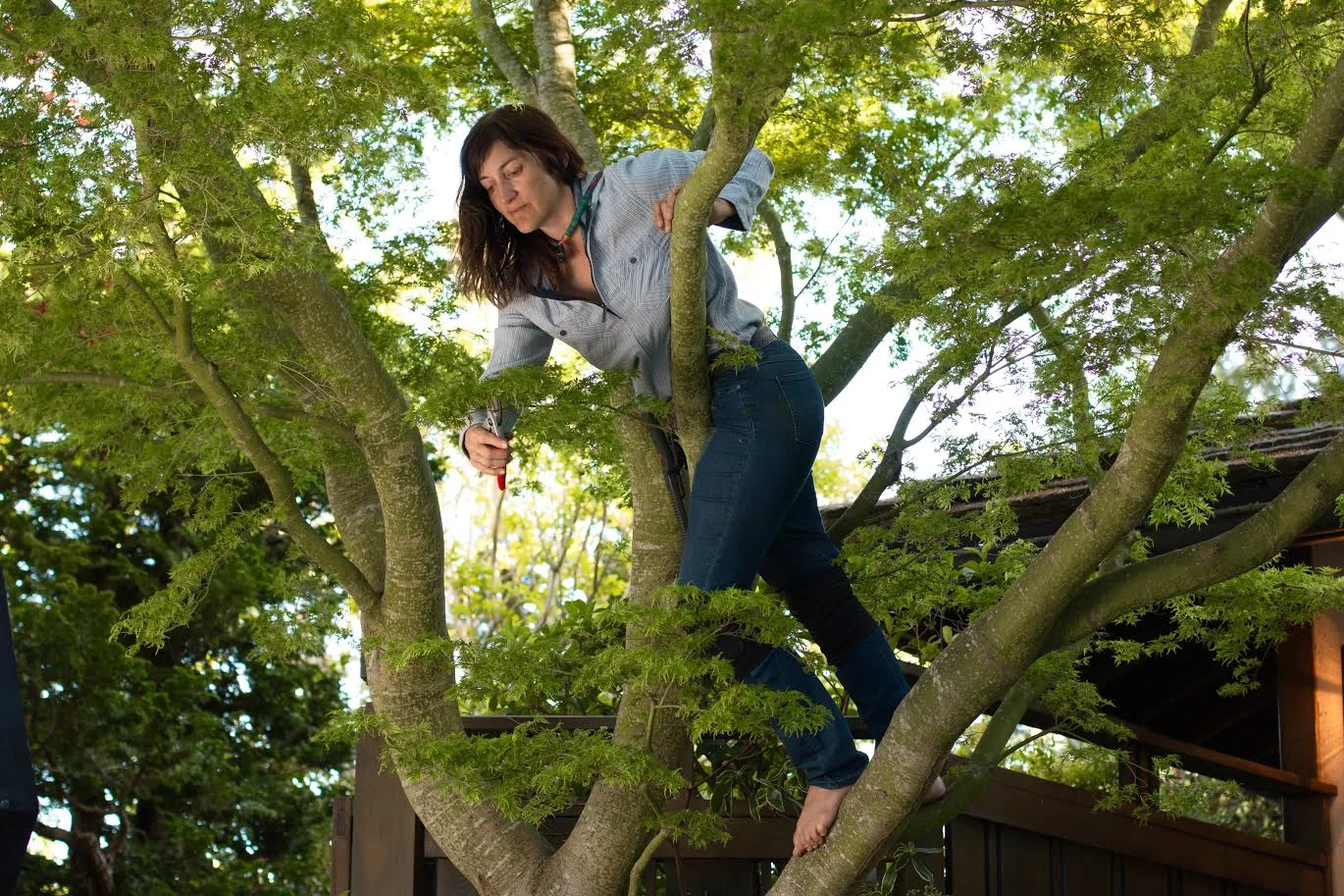  Leslie Buck pruning a mature Japanese maple in a client's garden.