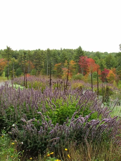 Swift_River_Meadow