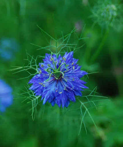 Collecting Annual and Biennial Seeds