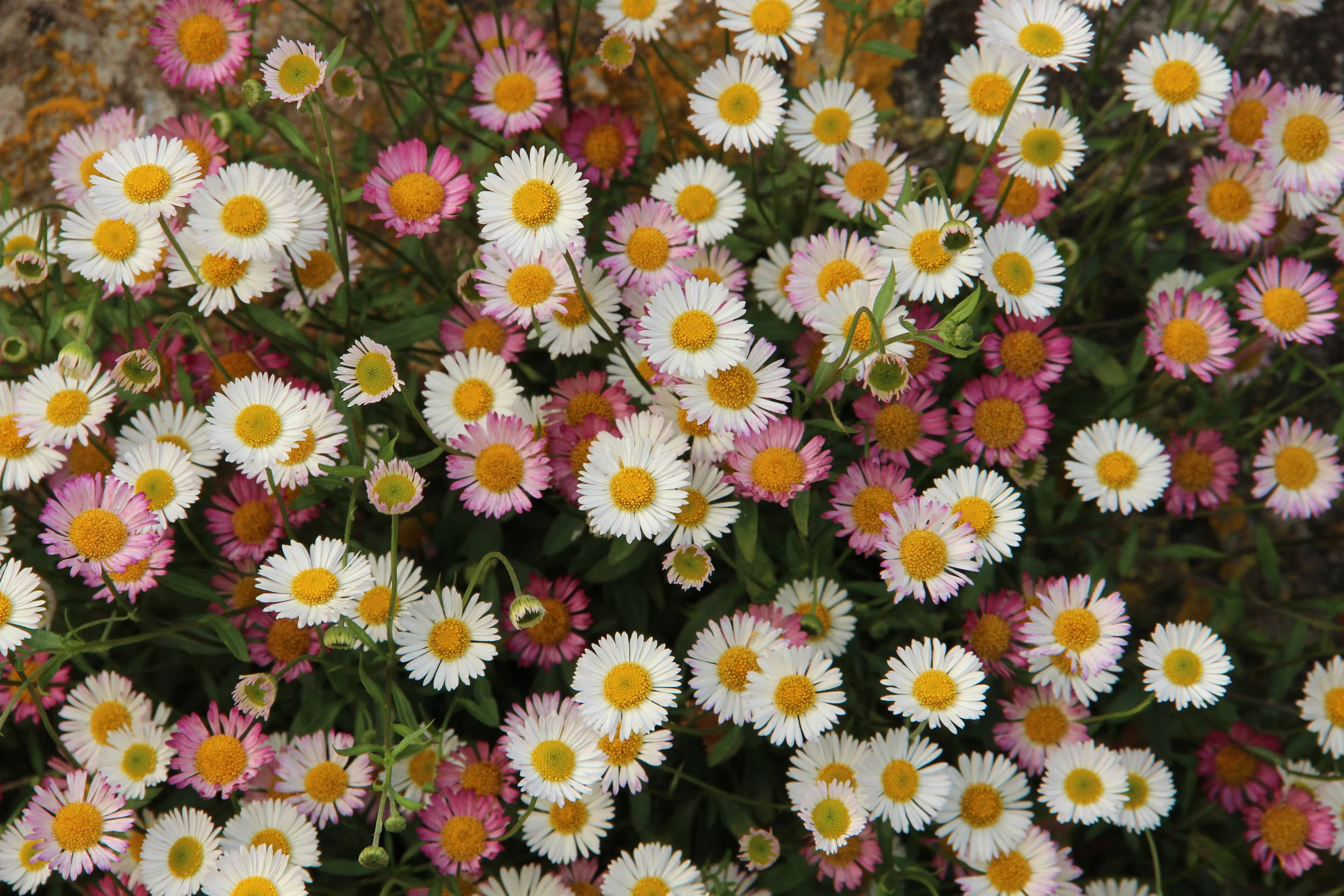 Wall flowers at Gravetye