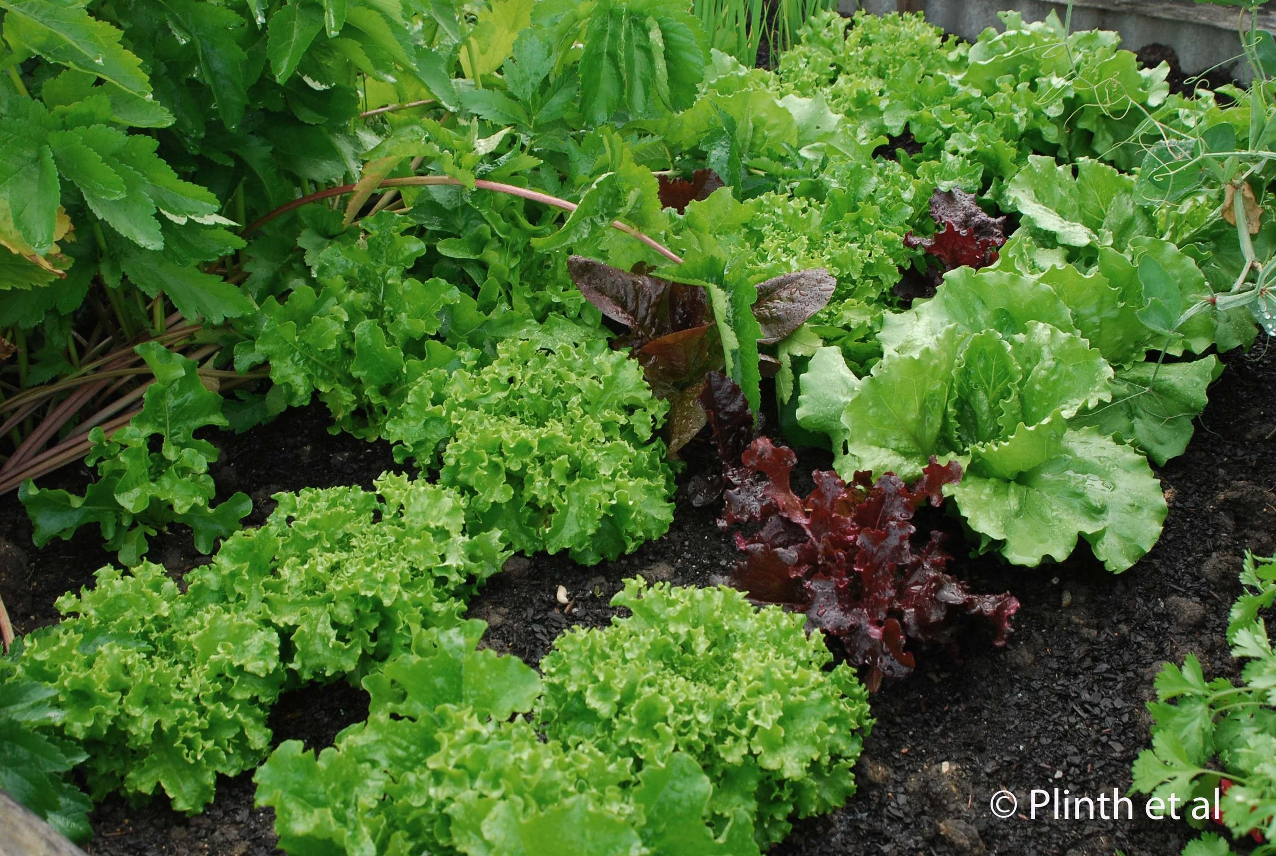 Leafy Greens for Fall Harvest