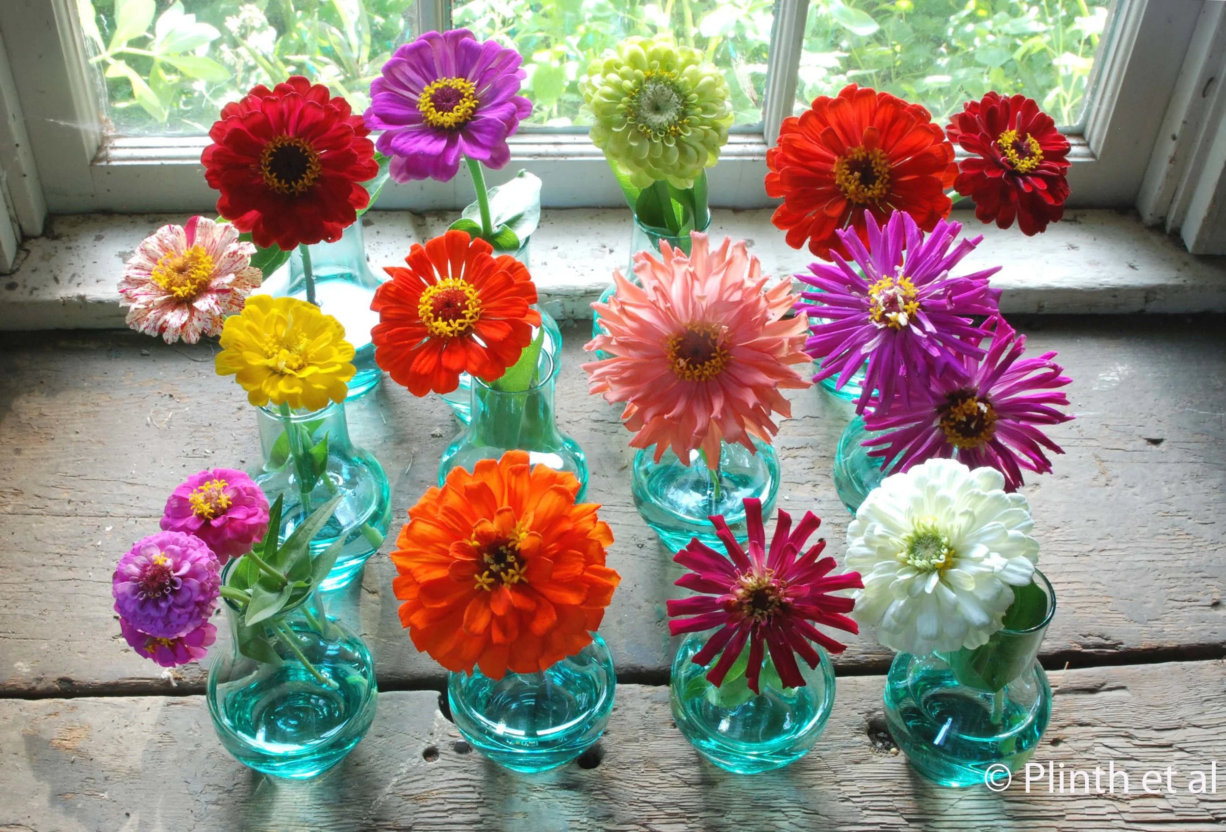 Zappy Zinnias
