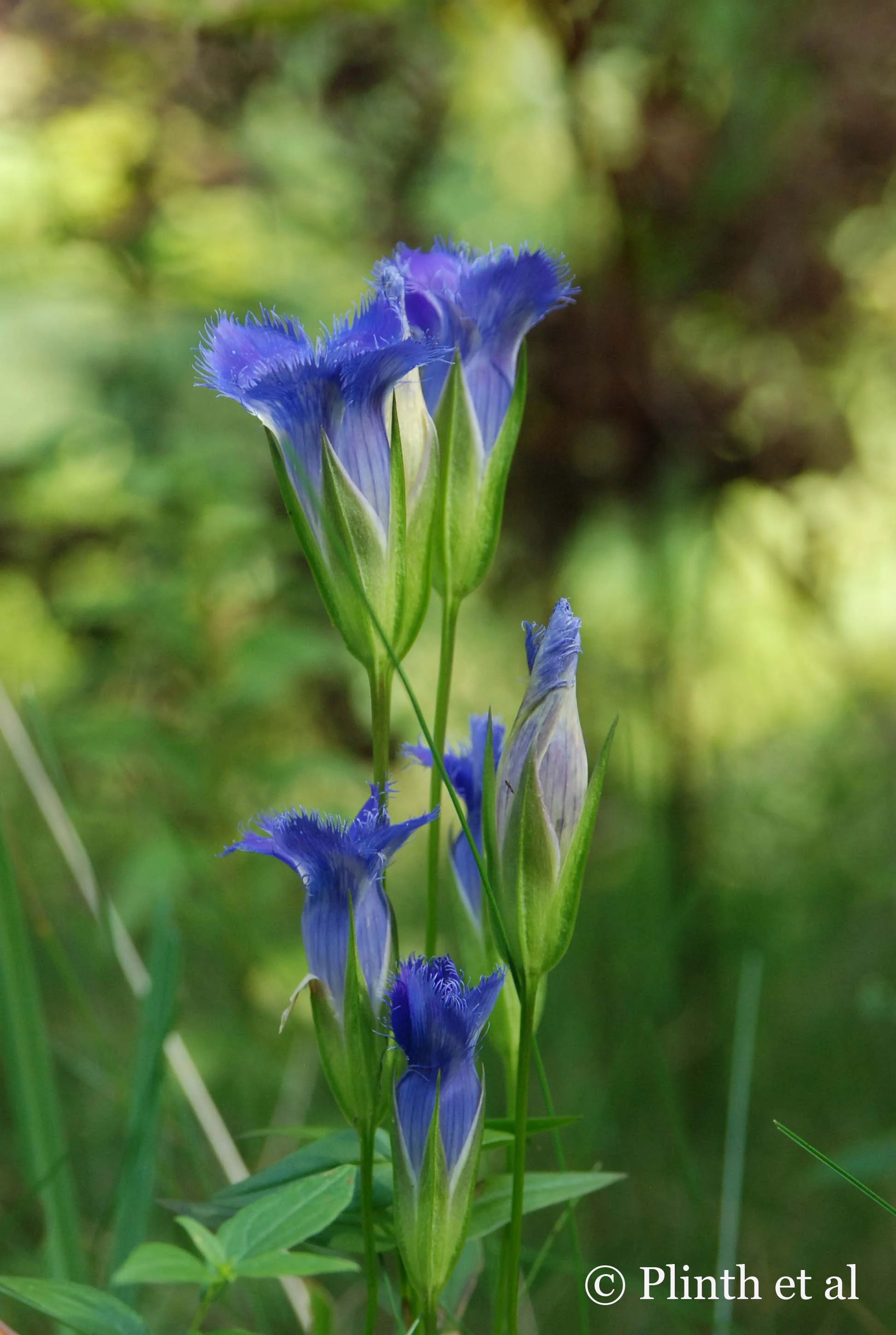 To the Fringed Gentian