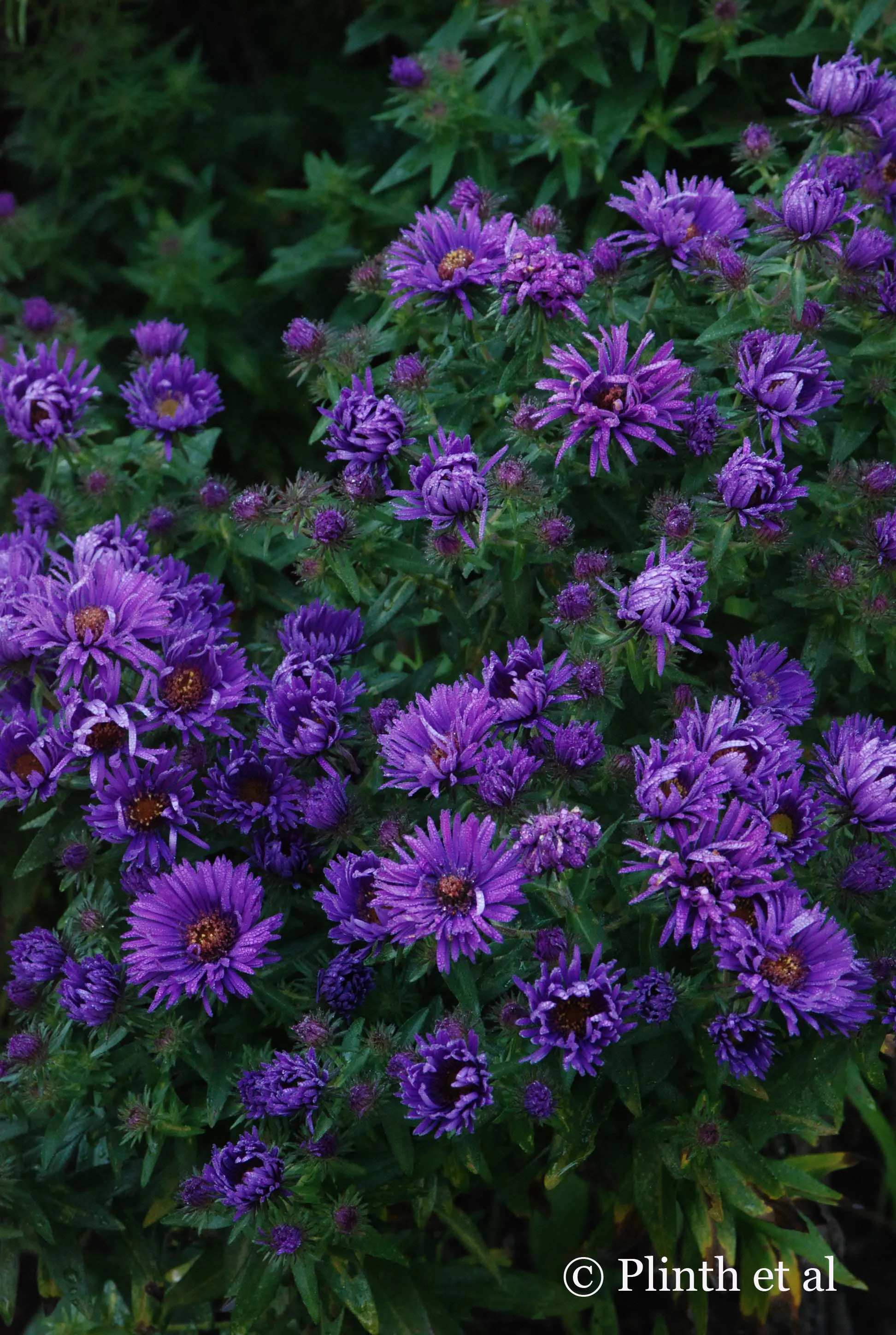 Autumn Wildflower Muses