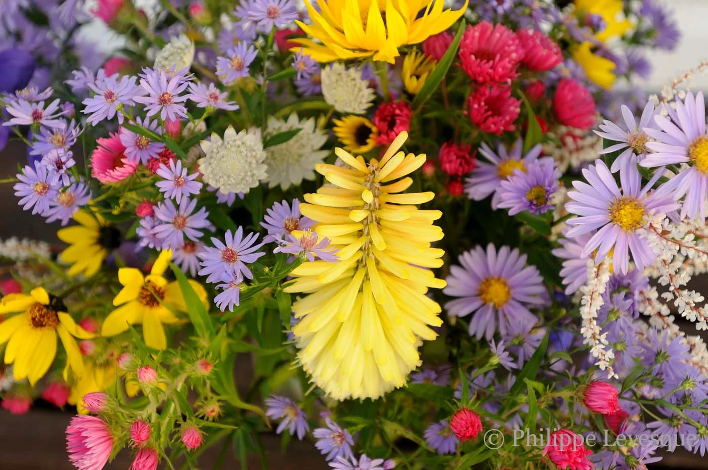 5-10-5: Philippe Lévesque of Balmoral Gardens