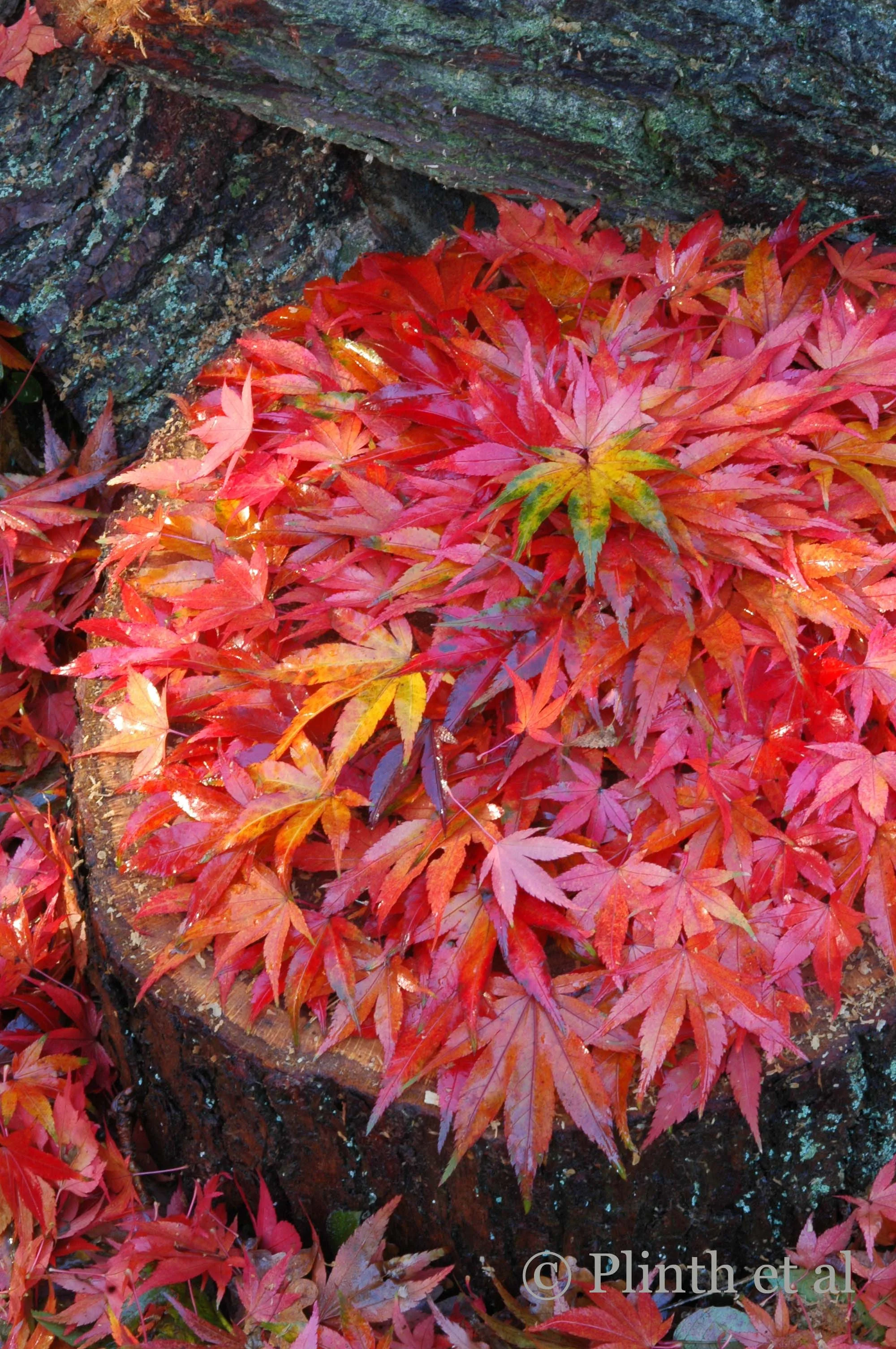 Autumn is a second spring...