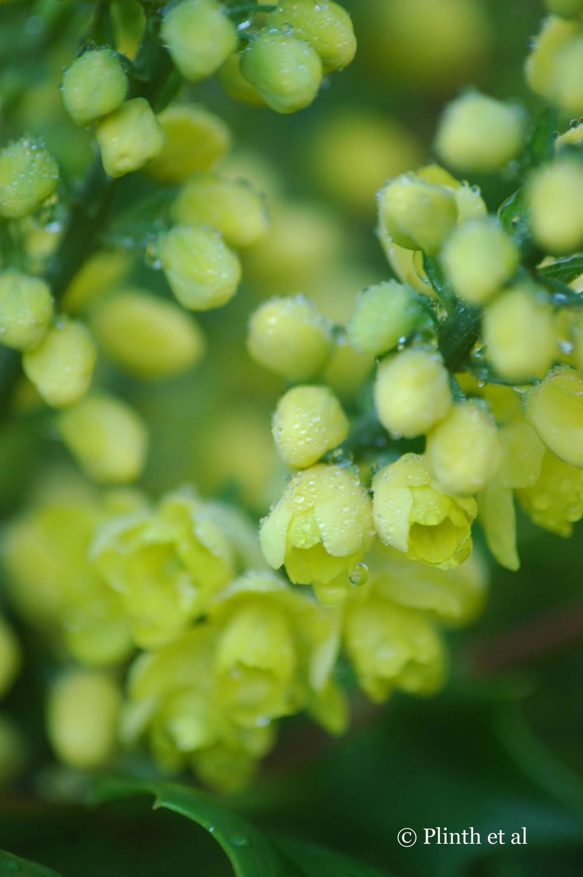 Winter Flowers: Mahonias