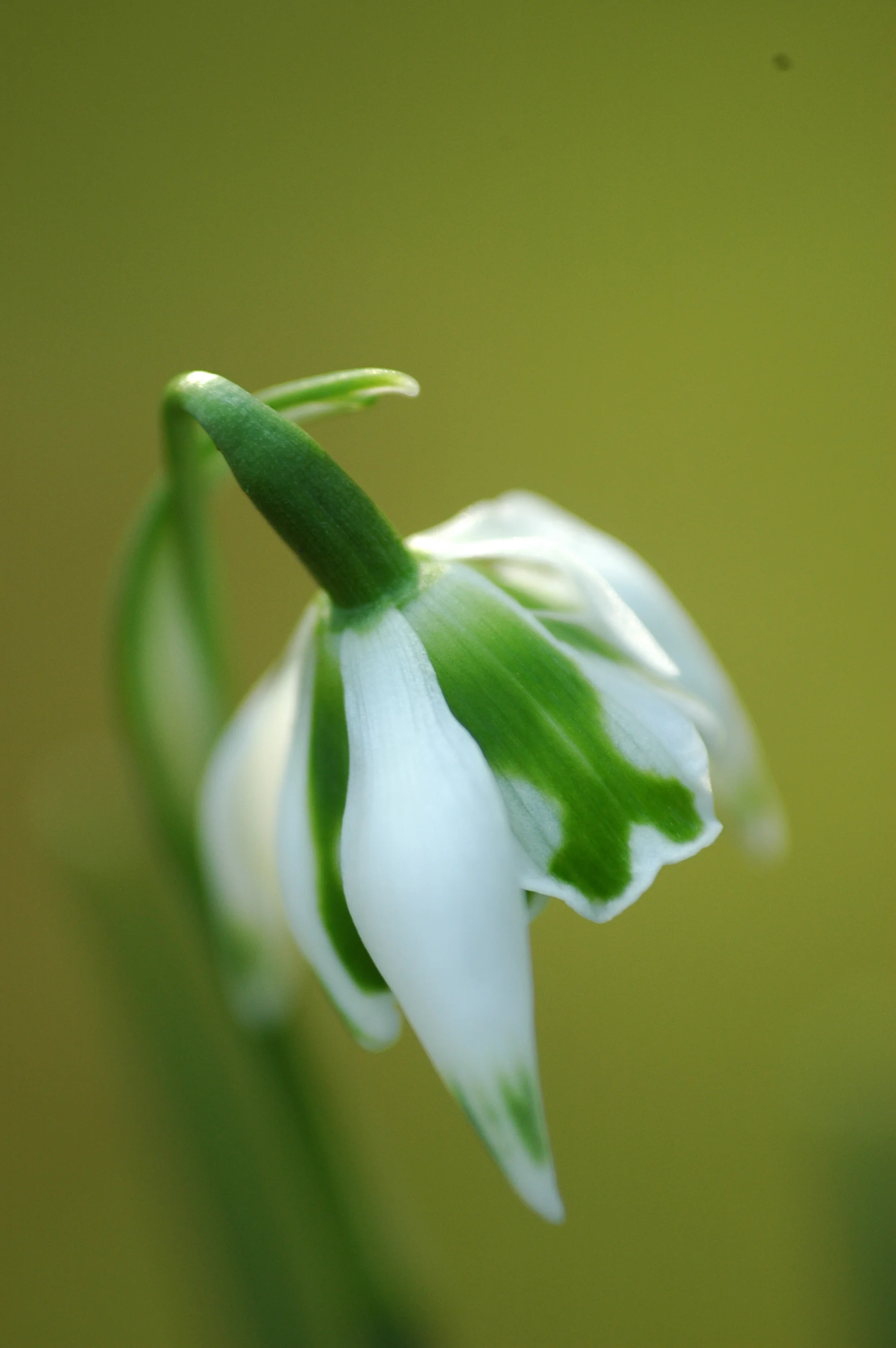 Winter Flowers: Snowdrops