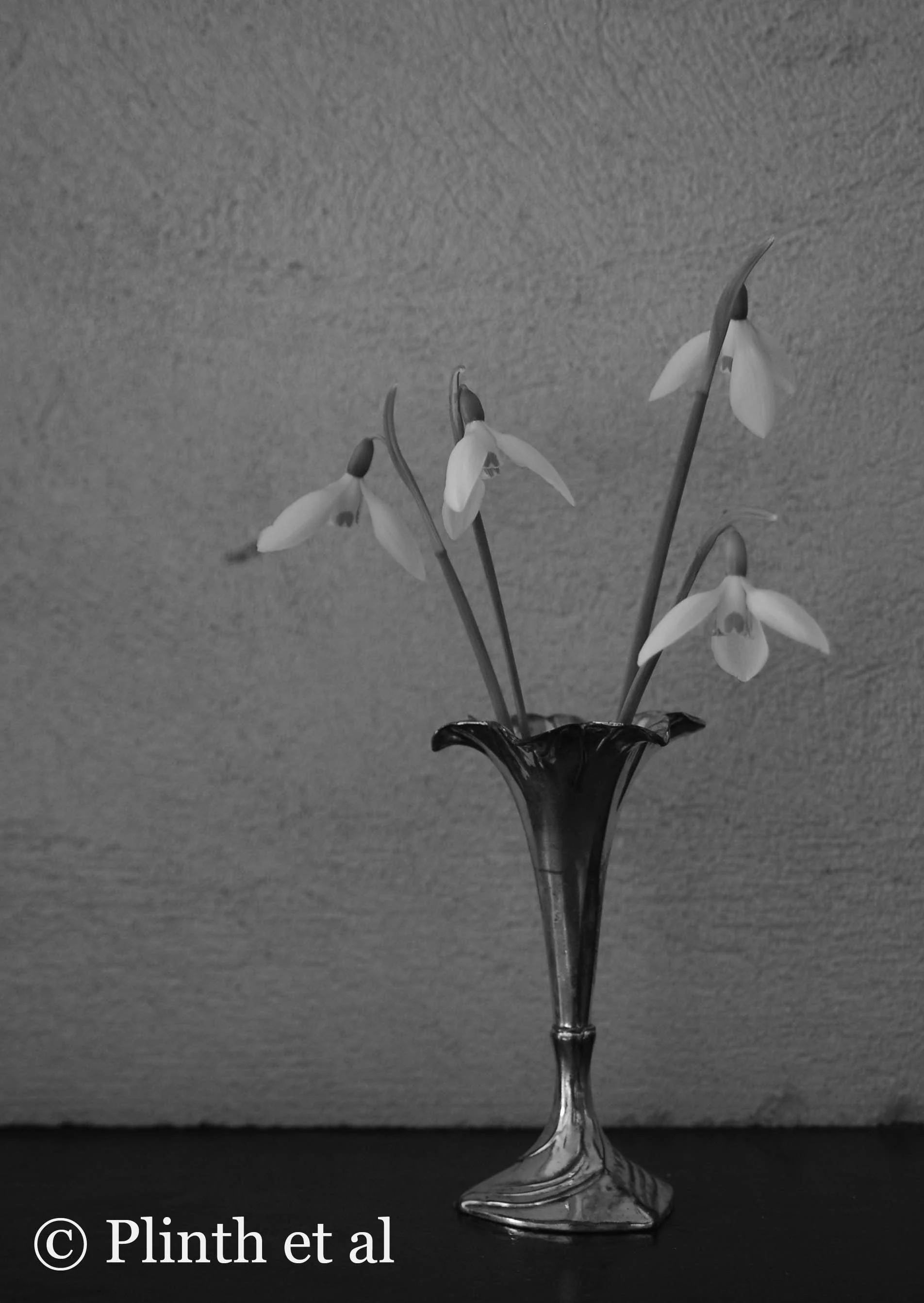 Snowdrops as Cut Flowers