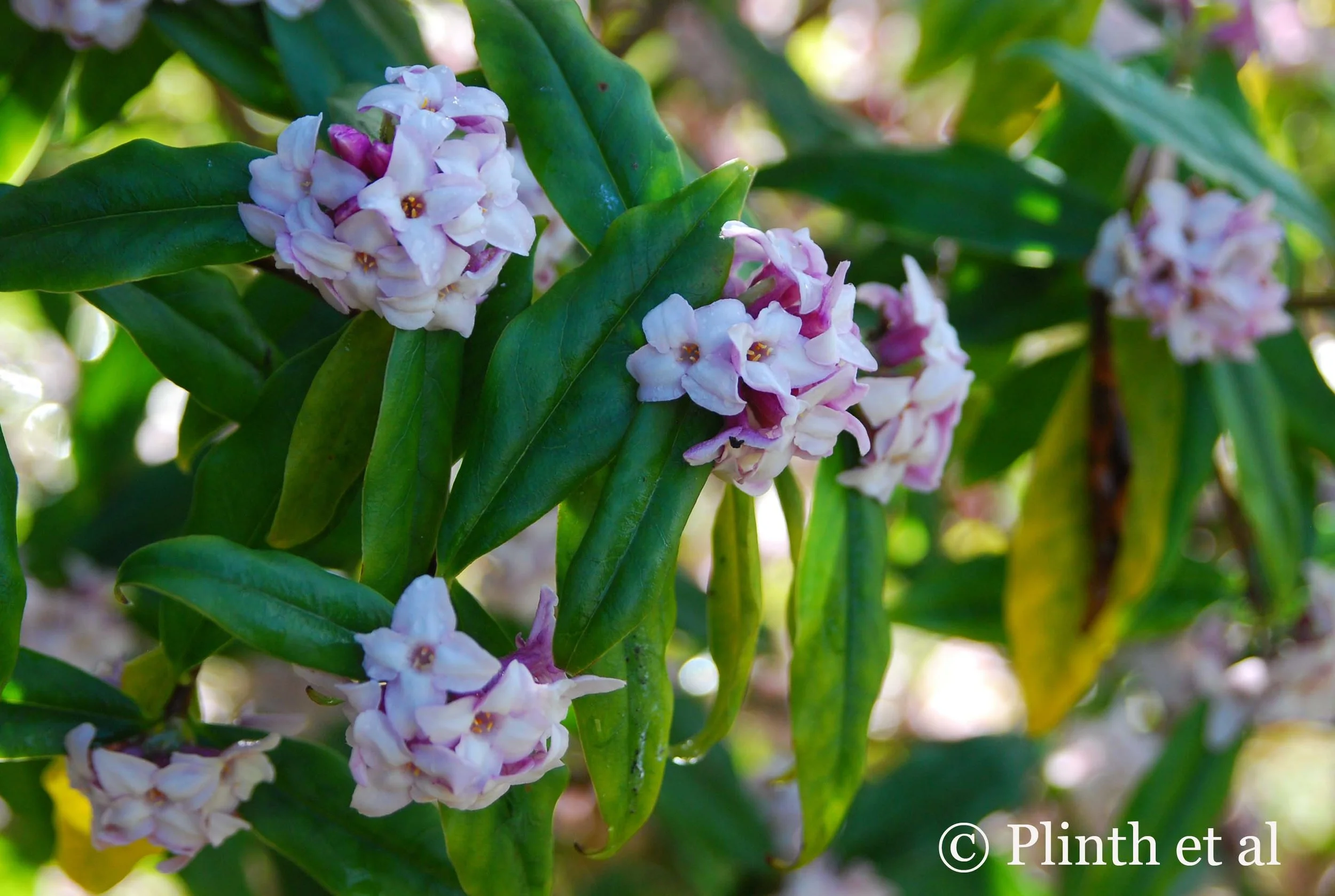Winter Flowers: Daphne