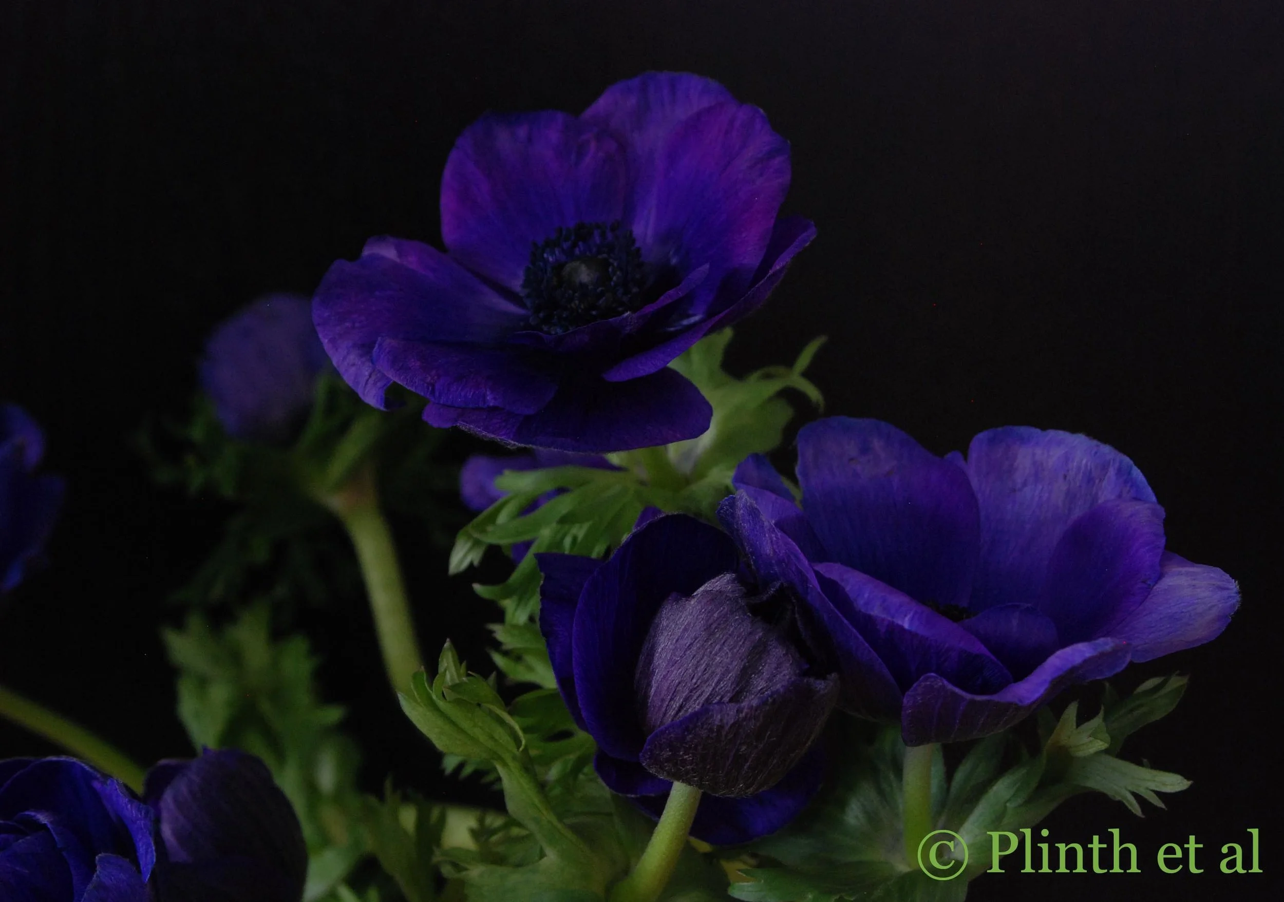 "Then on the blood sweet nectar she bestows,"