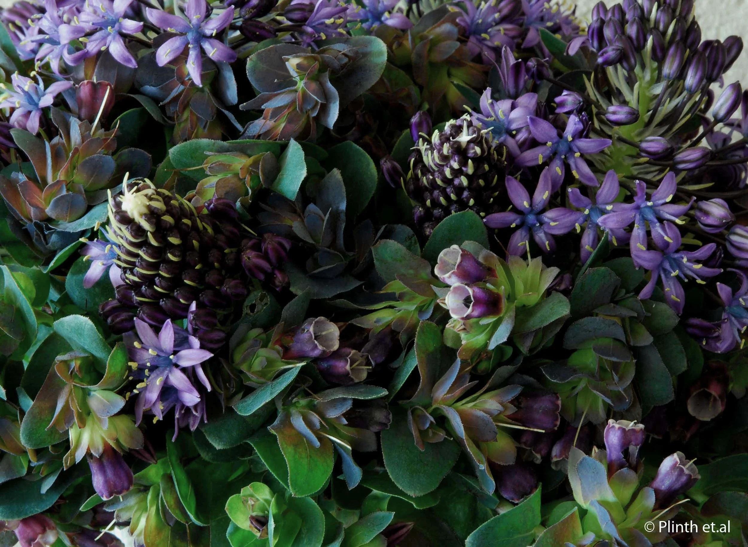 Honeyworts and Scillas