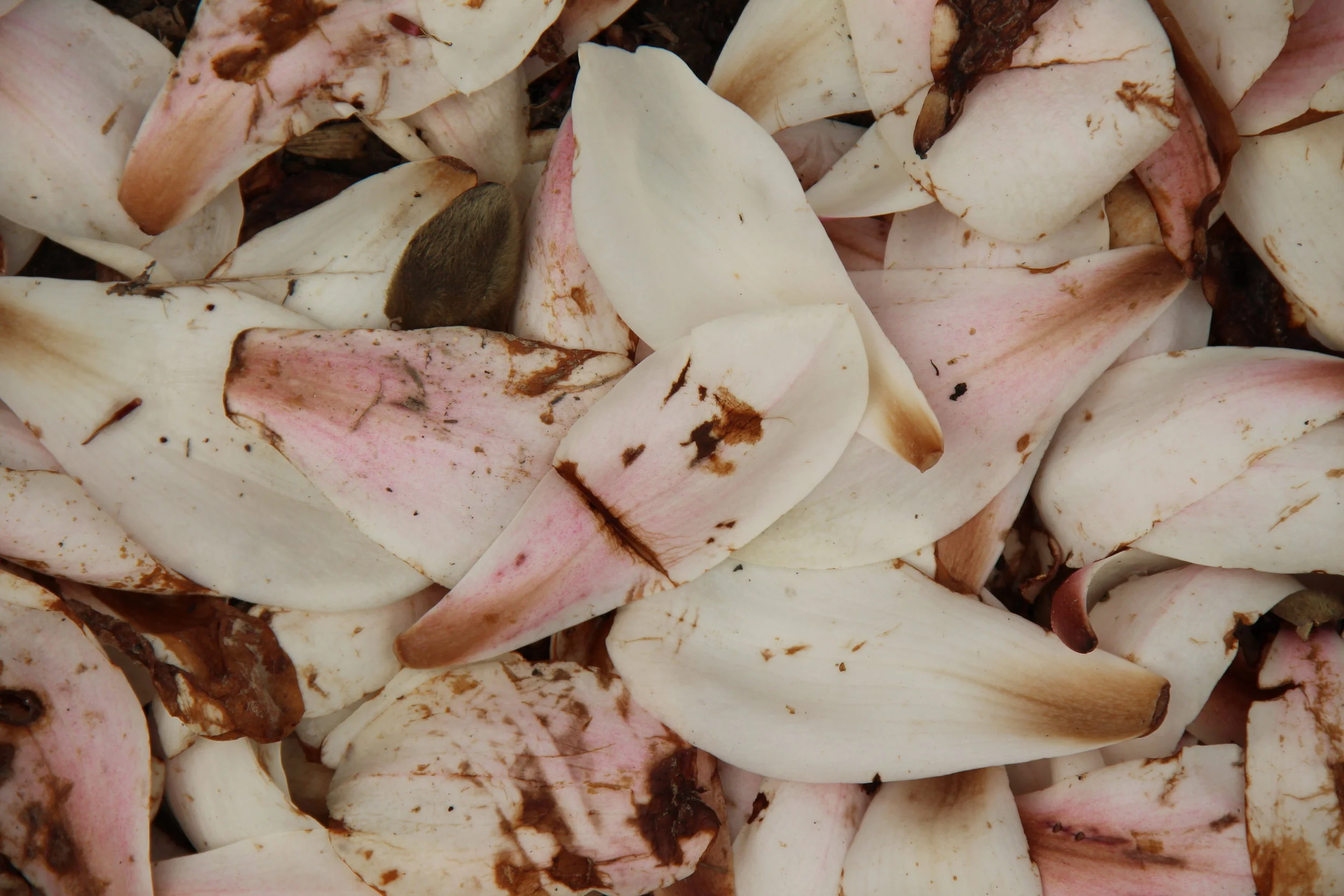 pushing bloom boundaries