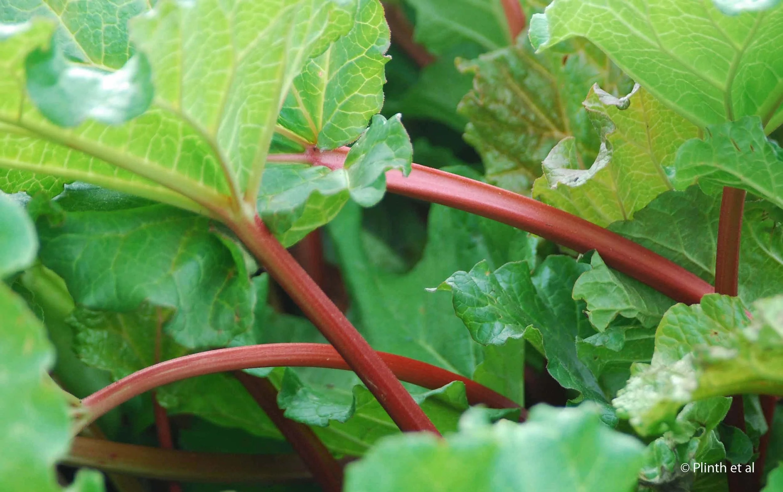 Rhubarb