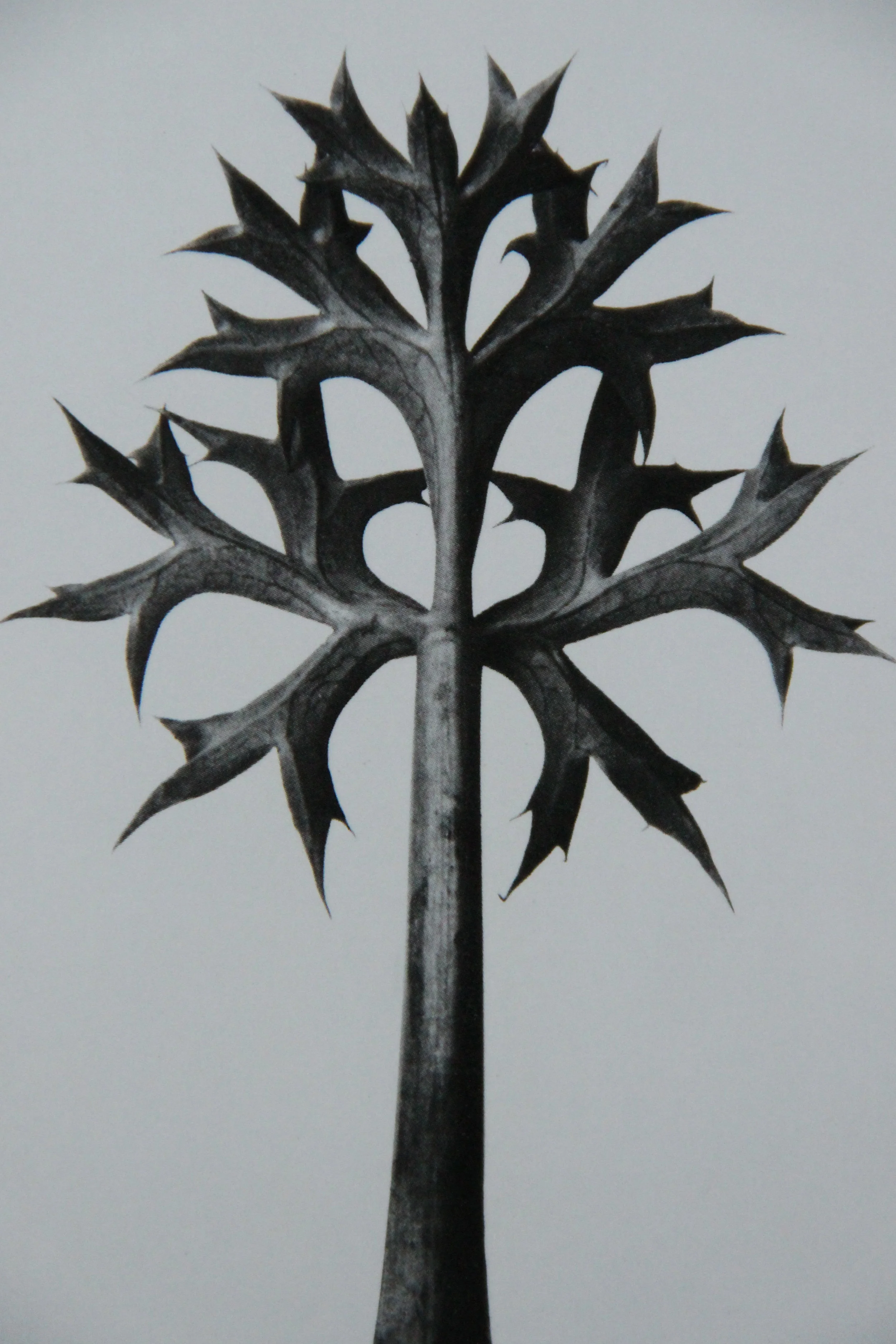 Karl Blossfeldt in black & white
