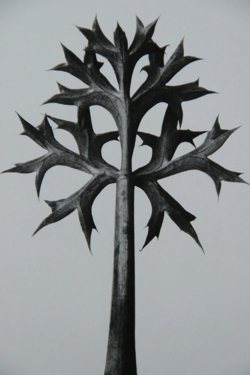 Karl Blossfeldt in black & white — Plinth et al