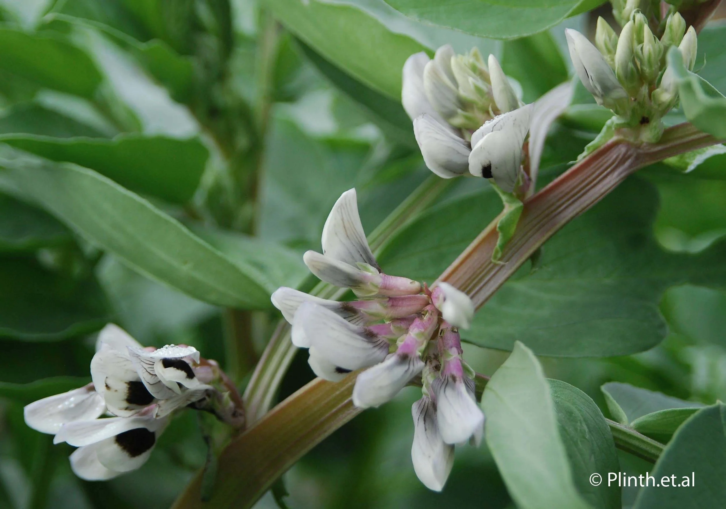 Broad Beans