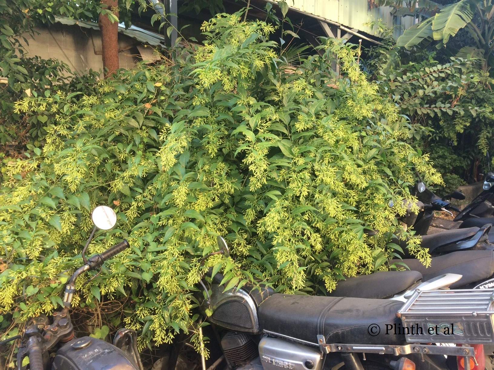 Tuesday's Terrace: Cestrum nocturnum in Kaohsiung, Taiwan