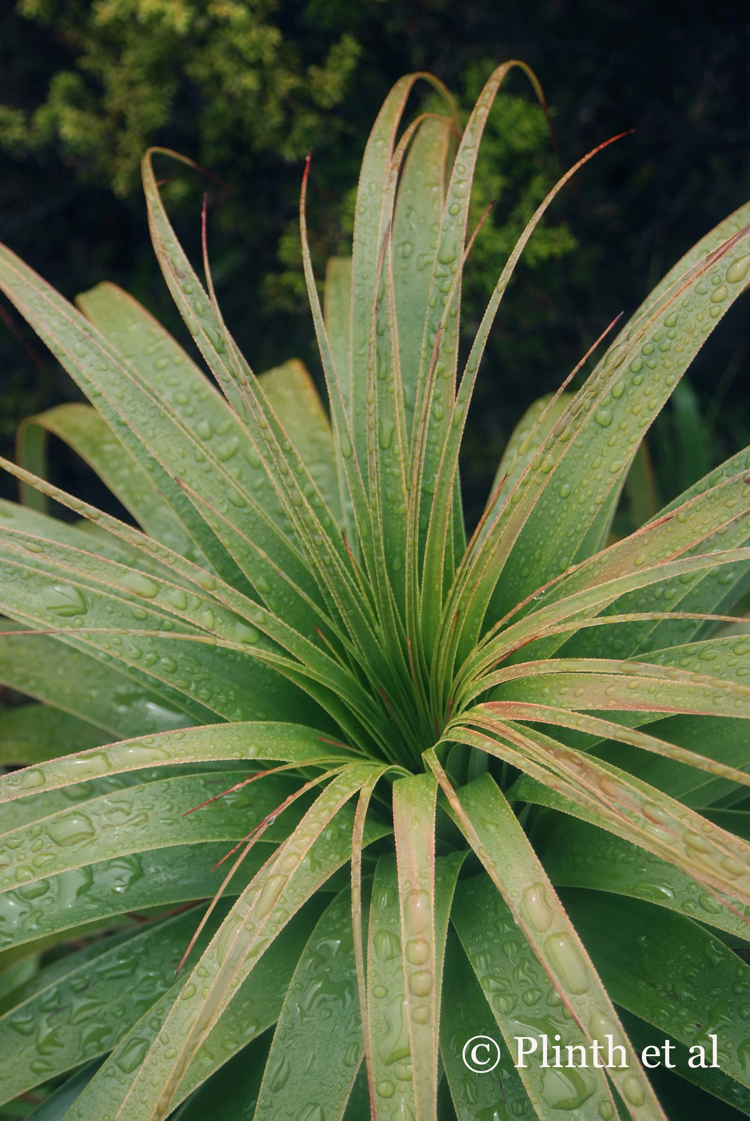 Tasmanian Flora Snapshot: Richea pandanifolia
