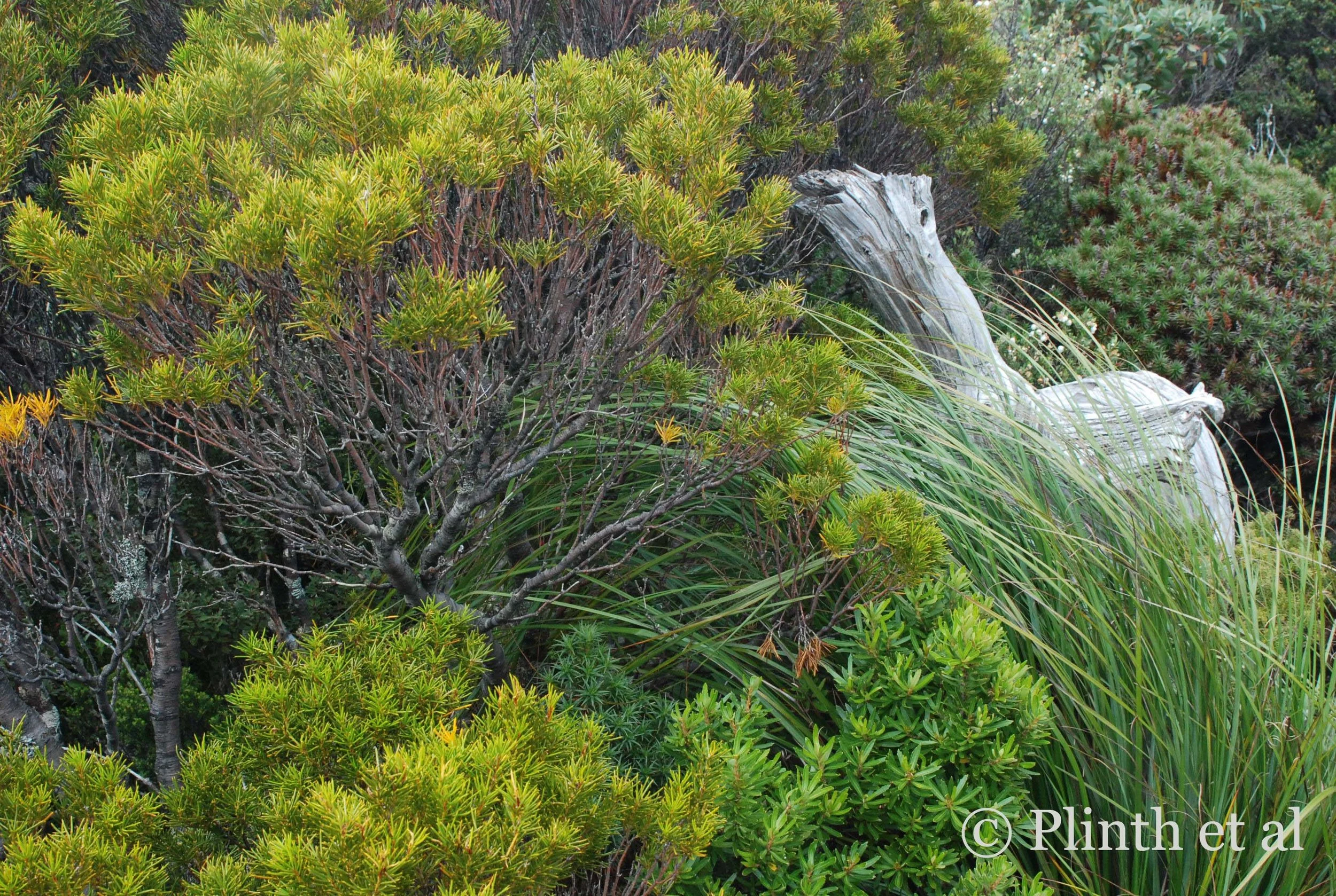 Inspiring Tasmanian Plant Vignettes