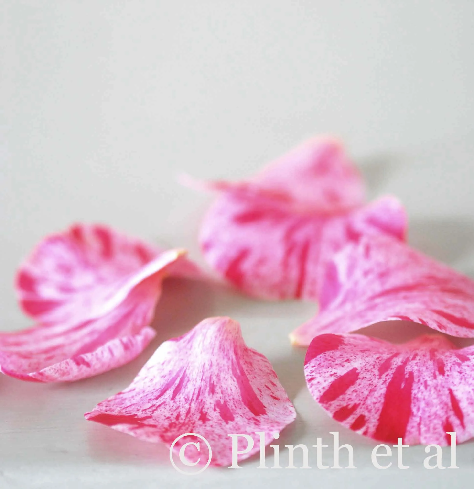 Cut Camellias