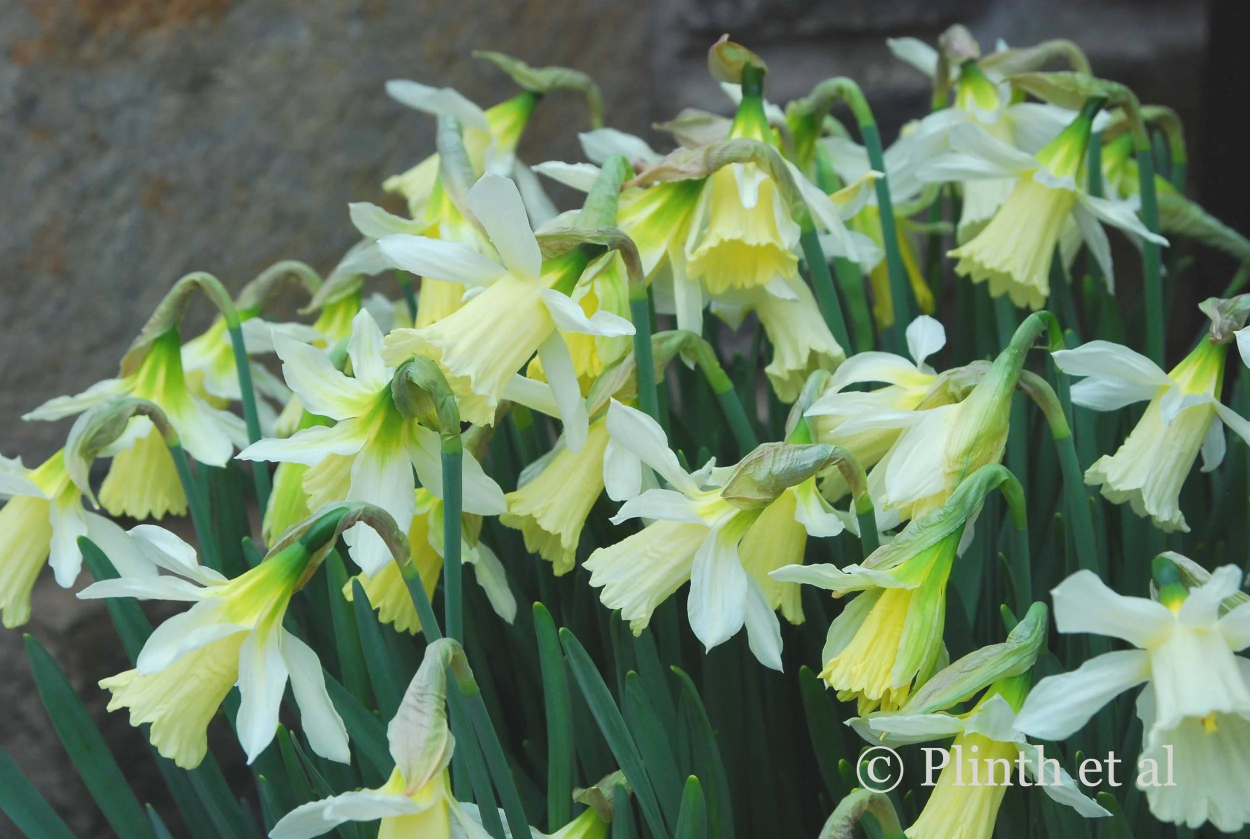 "She wore her yellow sun-bonnet..."