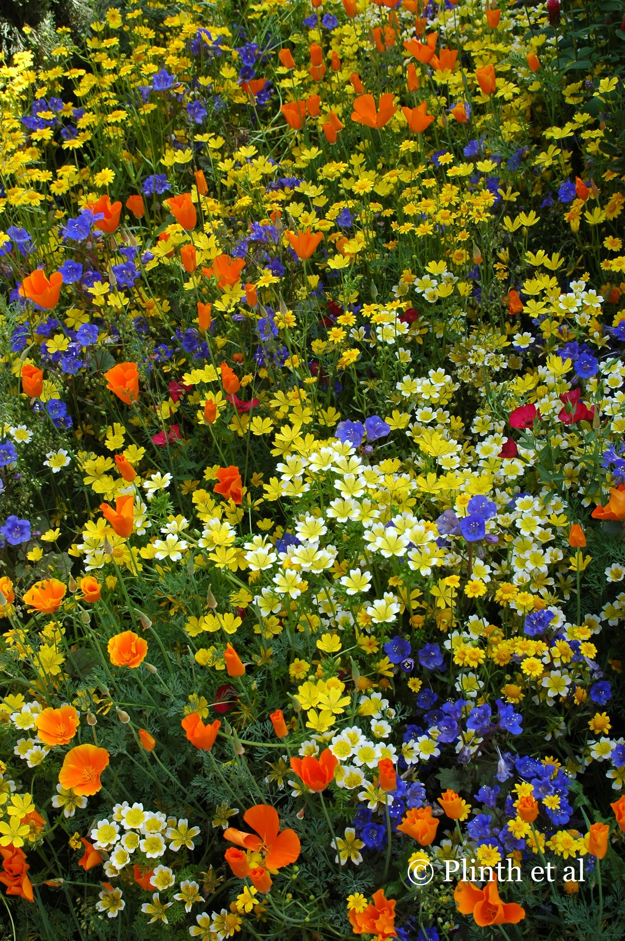 "The yellow glistens..."