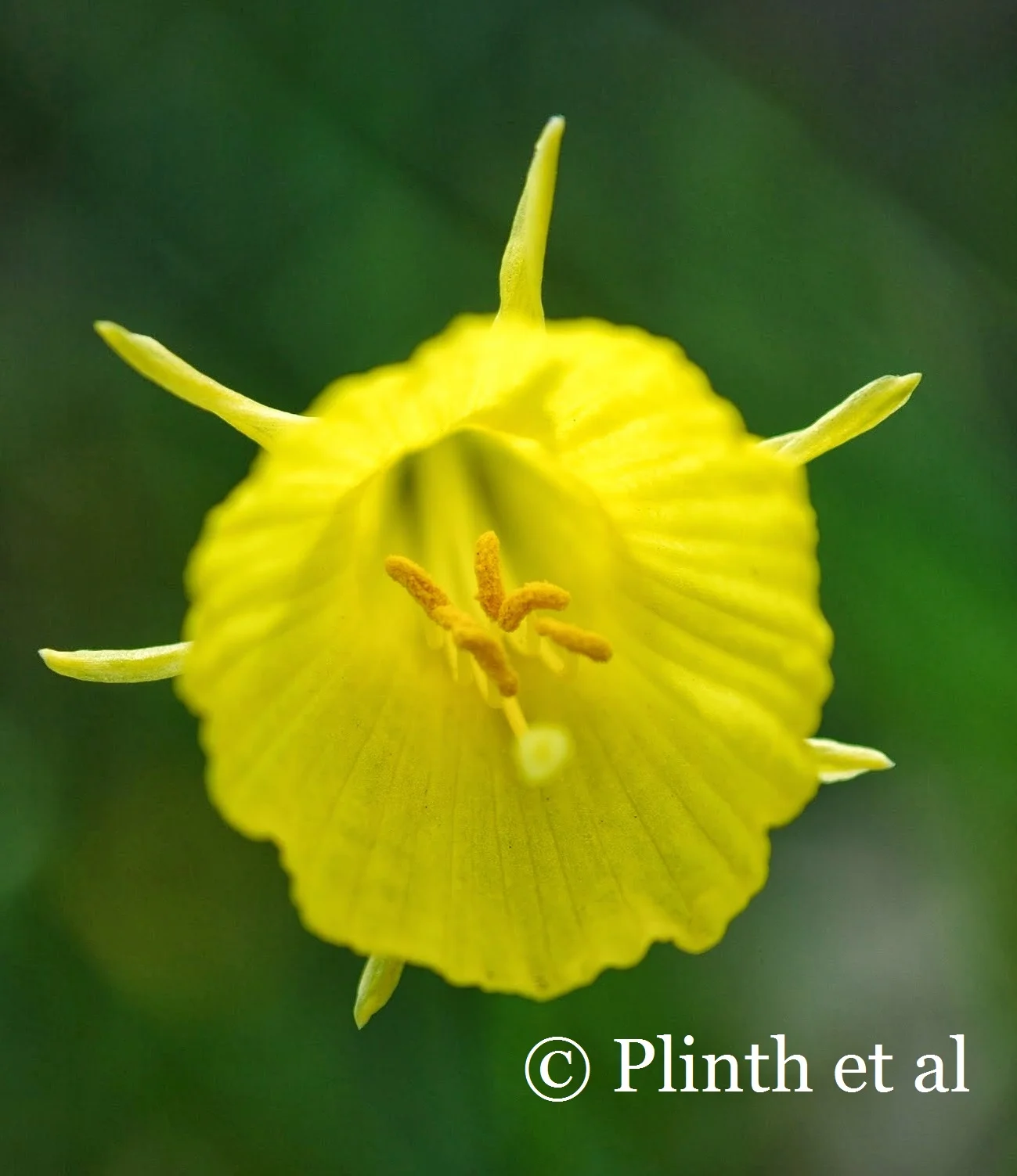 Springtime Yellow Stars