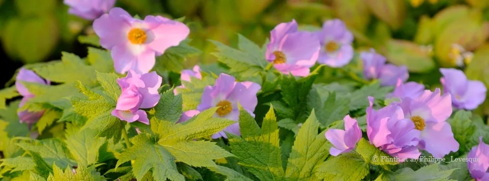 Plantsman's Corner: Glaucidium palmatum