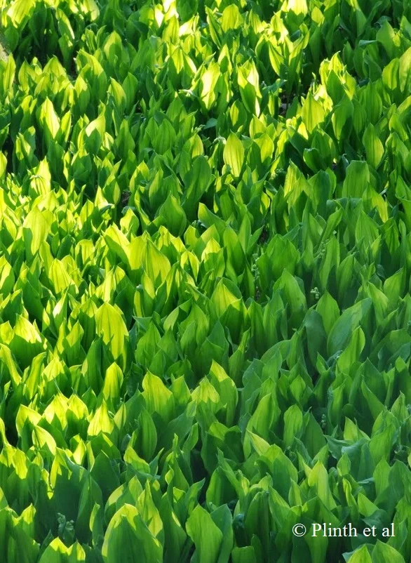 Plantsman's Corner: Convallaria majalis