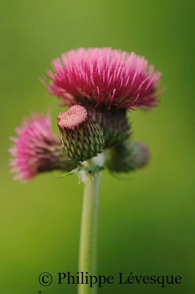 Plantsman's Corner: Cirsium rivulare 'Atropurpureum'