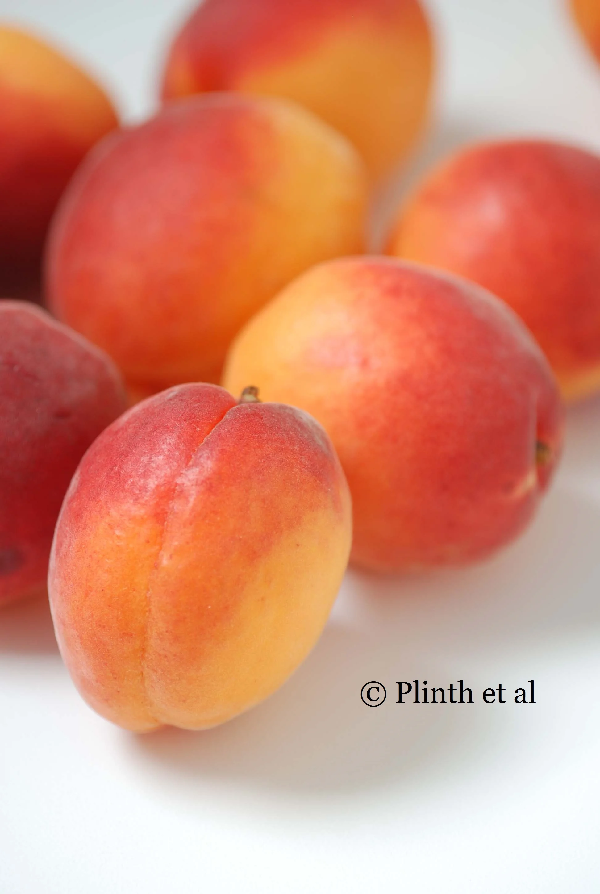 "A fine apricot, rich, intense, fragrant, is..."