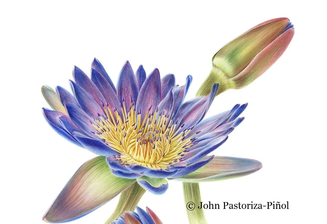 5-10-5: John Pastoriza-Piñol, botanical illustrator