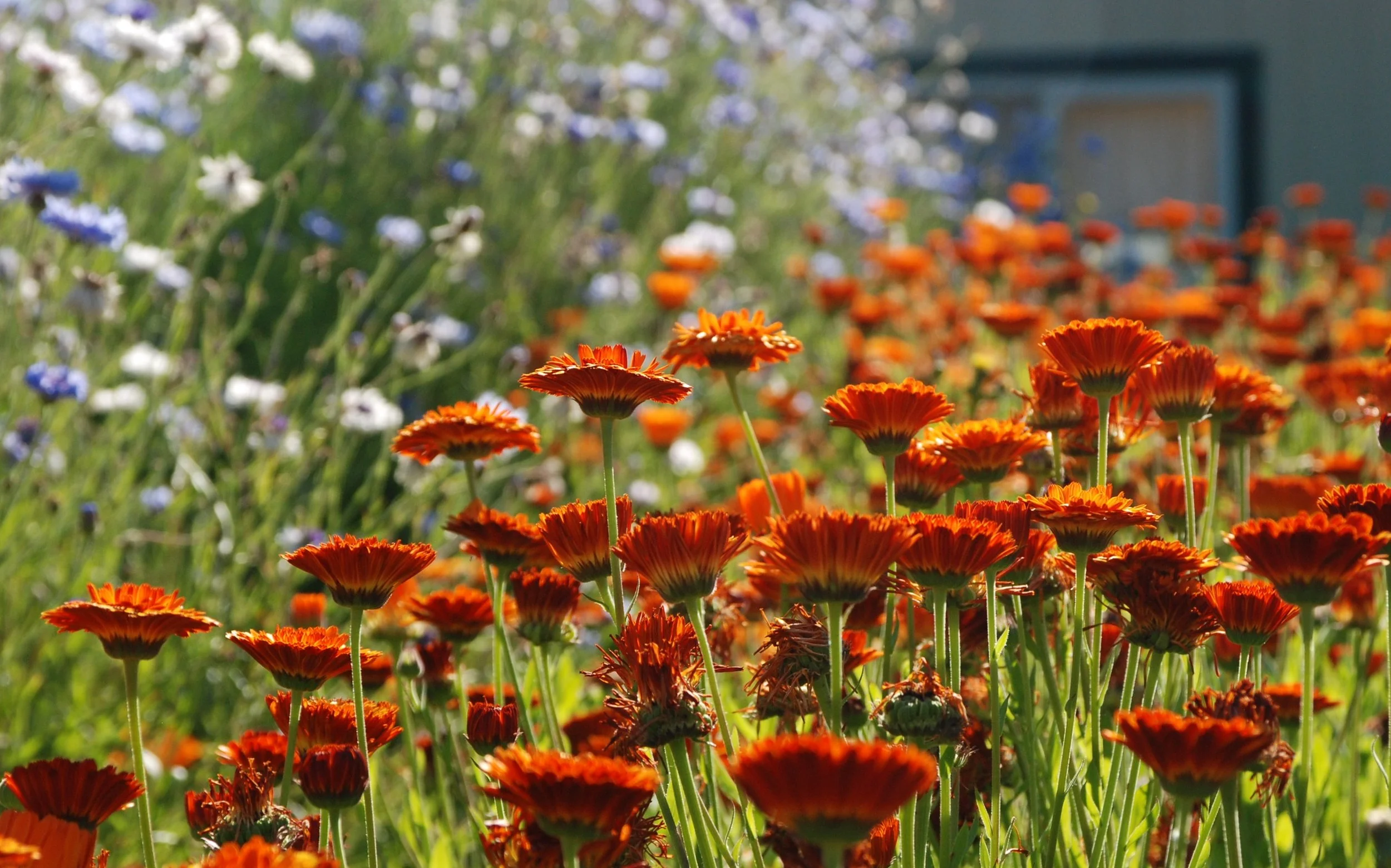 "I could no more do without annuals...."