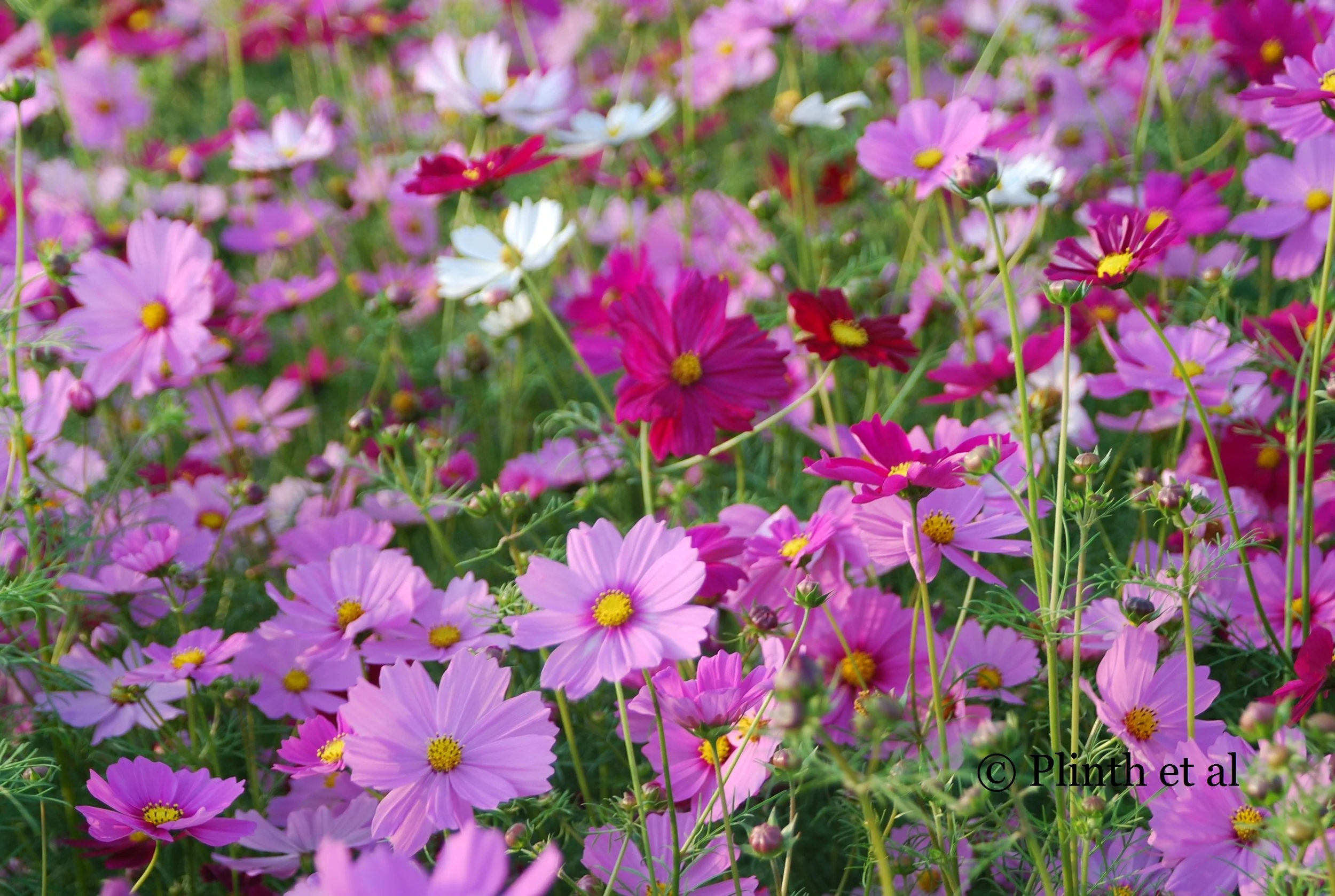 Annuals for Late Summer